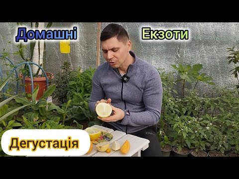 Видео: Дегустація Екзотичних Плодів - чесний відгук)))
