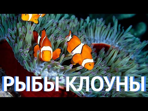 Видео: Морской рифовый аквариум - Рыбы клоуны