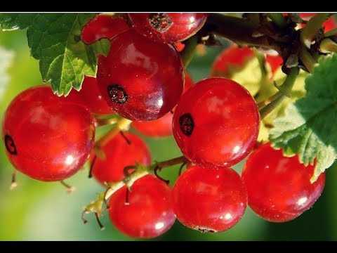 Видео: 🔝 ХуДоЖнИкИ | Живопись | Рисуем вместе | Красная смородина | Наталья Терехова