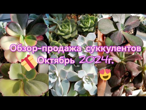 Видео: 🌺Обзор-продажа суккулентов☺️🤗🌿. Октябрь 2024г. ❤️