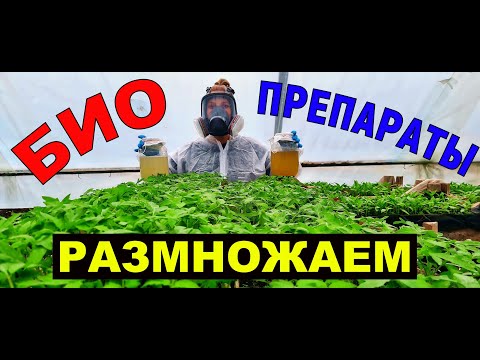 Видео: Размножаем бактерии для рассады САМИ. Биопрепараты в домашних условиях.