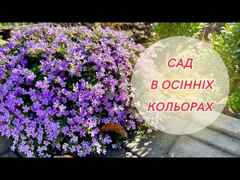 Видео: Осінній сад у всій красі! Неймовірні барви та краса квітів! Прогулянка осіннім садом!