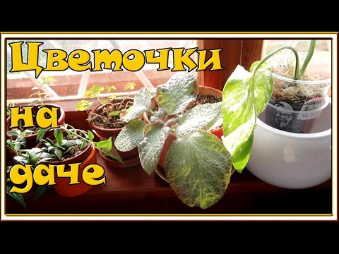 Видео: Комнатные растения на даче ИЮЛЬ 2021