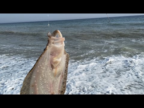 Видео: Ловля камбалы с берега.Ловля в Черном Море с пляжа.