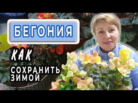 Видео: Как сохранить БЕГОНИЮ зимой?! Мой личный опыт. Когда сеять семена бегонии? Обзор сортов