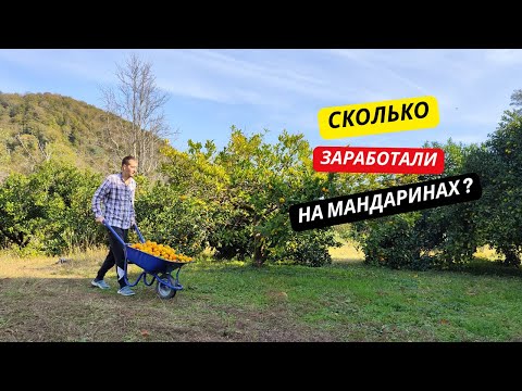 Видео: СКОЛЬКО мы заработали на МАНДАРИНАХ?