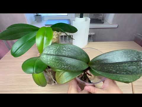 Видео: перестал сажать орхидеи в МОХ СФАГНУМ   проблемы у орхидей