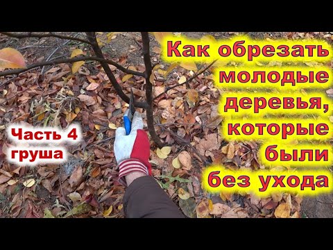 Видео: Обрезка молодой неухоженной груши