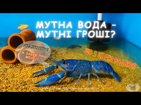 Видео: Чому вода в моєму басейні стала мутною УФ-лампа все змінила!  Домашній бізнес на раках #узв #бизнес