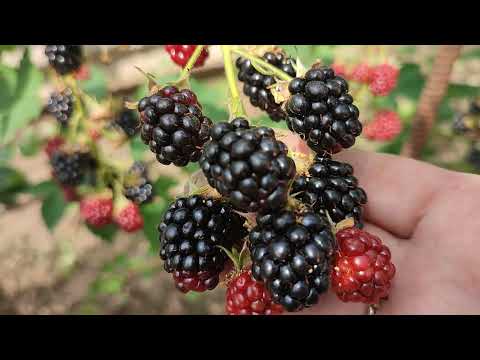 Видео: ОЖИНА.  ЛІТНІЙ ДОГЛЯД  ТА  ОБРІЗКА.