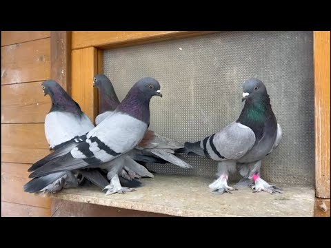 Видео: Голуби Володи Журавлёва. Германия.Город Фререн.