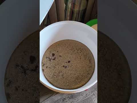 Видео: Медовуха варёная из забруса