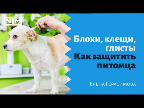 Видео: Блохи, клещи, глисты. Как защитить питомца