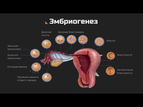 Видео: Развитие эмбриона | ЕГЭ | ЦТ
