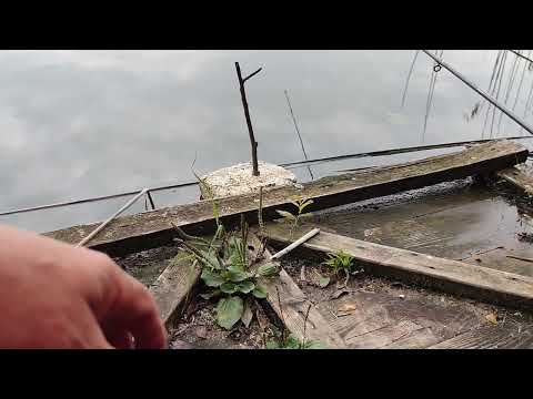 Видео: Крупный линь, карась. Рыбалка на озере, на пруду.