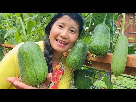 Видео: ОБЕД УРОЖАЯ И ЯБЛОКИ, ЦЕЛАЯ КОРЗИНА АРОМАТНЫХ СОЗРЕВАЮЩИХ ЯБЛОК