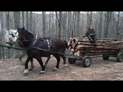 Видео: На конях в ліс по дрова