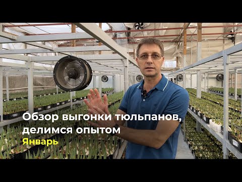 Видео: Обзор выгонки тюльпанов, делимся опытом | Январь