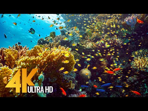Видео: Красное море 4K - Мир коралловых рифов (9 часов) Подводные чудеса #2