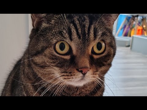 Видео: Ответы на ваши вопросы о кошках и собаках 14.09.25