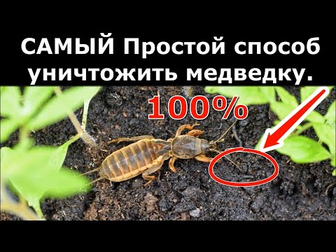 Видео: Избавиться от медведки раз и навсегда. Самое эффективное средство от медведки народными средствами.