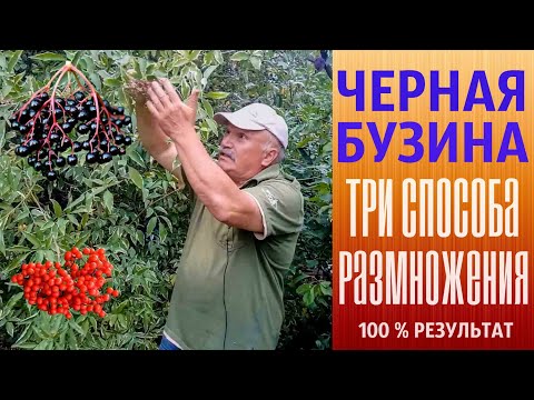 Видео: Черная бузина. Три способа размножения. 100% результат.