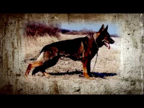 Видео: немецкая овчарка в Германии ГДР(1963год)