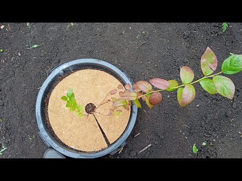 Видео: как я высаживаю голубику