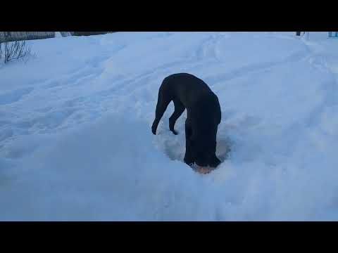 Видео: Кане- Корсо. Новые вкусняшки для питомцев. Сделали приятное гурманам