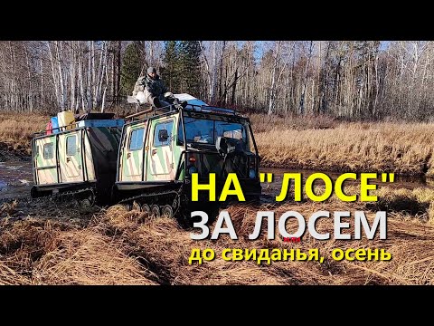 Видео: НА "ЛОСЕ" ЗА ЛОСЕМ. ДО СВИДАНЬЯ, ОСЕНЬ!