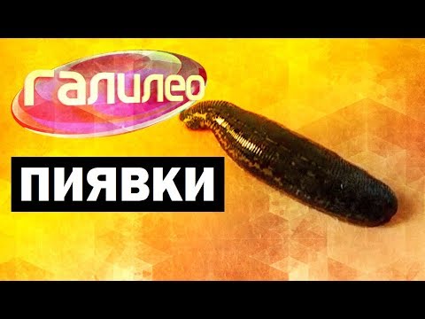 Видео: Галилео. Пиявки 💉 Leeches