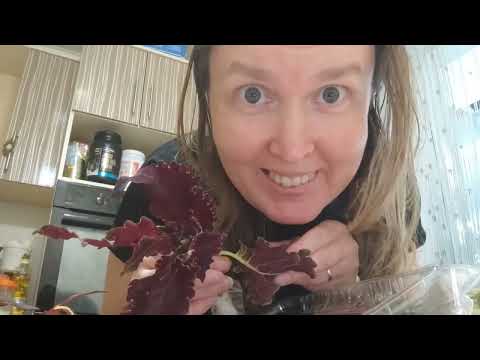 Видео: распаковка посылки с колеусами