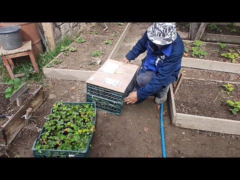 Видео: Приобрели 15 новых сортов!!!  Новые посадки клубники,и делаем рассаду ❤️