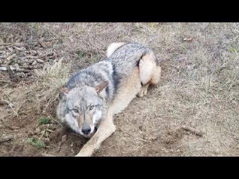 Видео: Спасение диких животных из браконьерских ловушек.