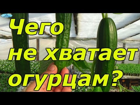 Видео: Кривые огурцы?  Причины и устранение.