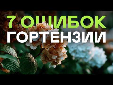 Видео: 7 Ошибок Из-за Которых Гортензия Не цветёт! От Обрезки До Подкормок