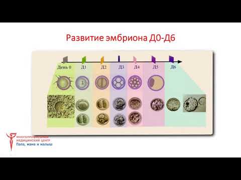 Видео: Эмбриологический этап программы ЭКО