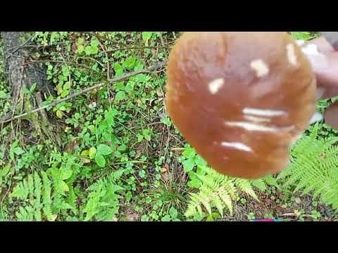 Видео: Последние деньки отпуска 