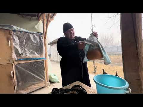 Видео: БЕДАНАГА НИМА БЕРСА САЙРАЙДИ...