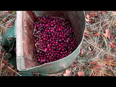 Видео: ПРИЕХАЛ НА БОЛОТА СОБИРАТЬ КЛЮКВУ. СБОР ЯГОДЫ ОСЕНЬЮ.