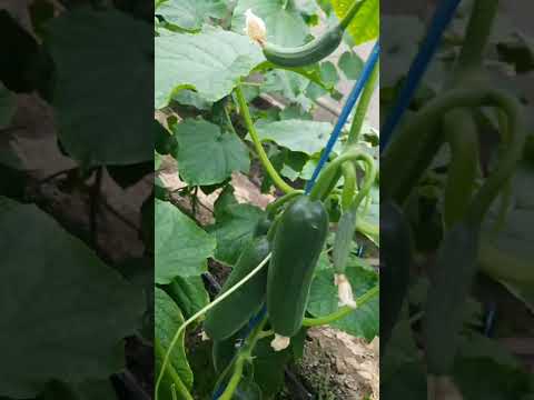 Видео: Коллинс. Клоус https://t.me/oltinboy_agro