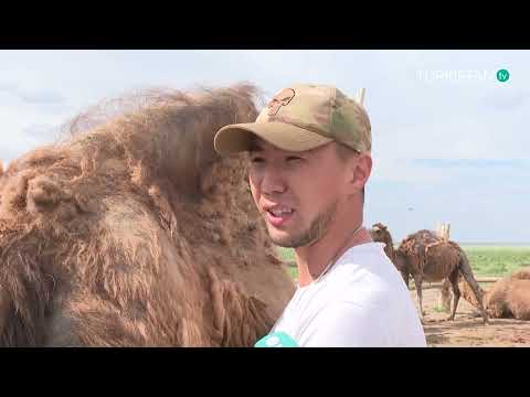 Видео: Агро мекен І Созақта түйе шарушылығы дамып келеді