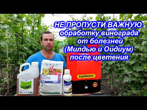 Видео: Не пропусти важную обработку винограда после цветения!