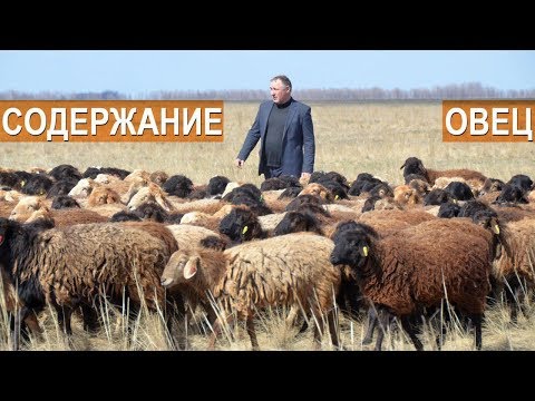 Видео: Овцеводческий комплекс. Селекционно-генетический центр. ООО Волгоград - Эдилбай