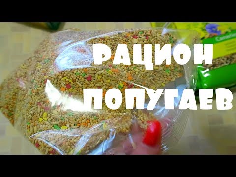 Видео: ЧЕМ КОРМИТЬ ПОПУГАЕВ?