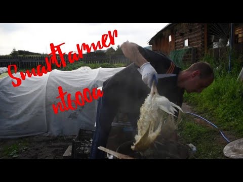 Видео: Ощип уток в перосъёмной машине.