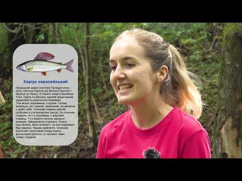 Видео: ❗️ Про історичне зариблення річок Закарпаття червонокнижним видом риб