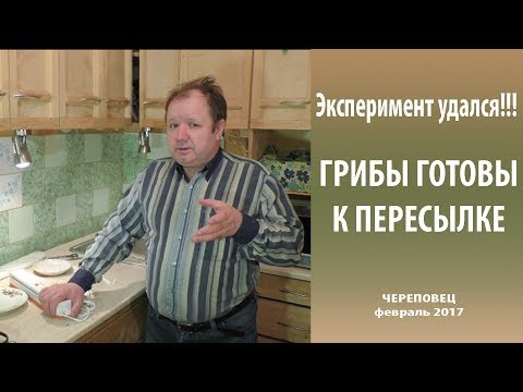 Видео: Эксперимент удался!!! Грибы готовы к пересылке.