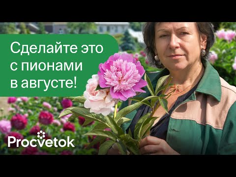 Видео: ПИОНЫ БУДУТ ЦВЕСТИ В ДВА РАЗА ПЫШНЕЕ, если сделать эти работы в августе!