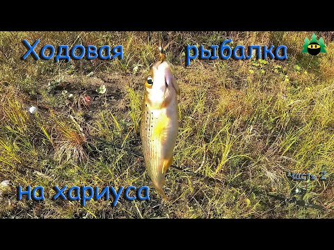 Видео: Ходовая рыбалка на хариуса (Часть 2)